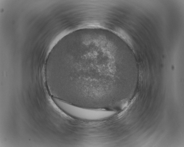 X0000065981382200603101411