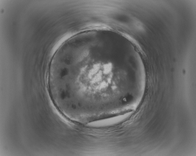 X0000065981383200603101411