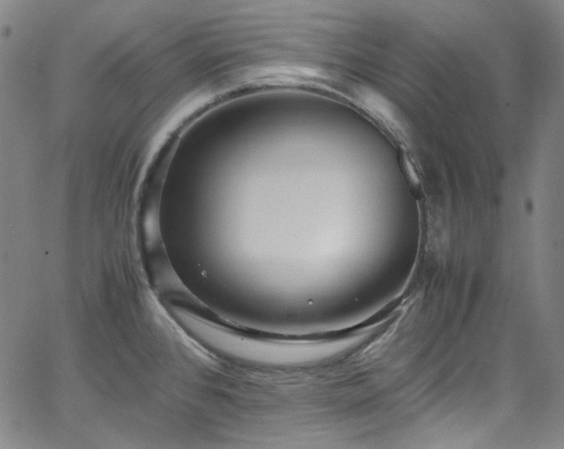 X0000065981384200603101411