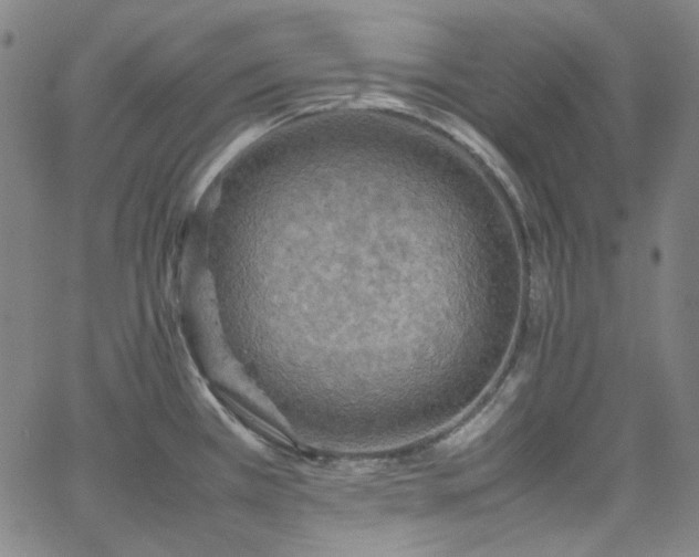 X0000065981385200603101411