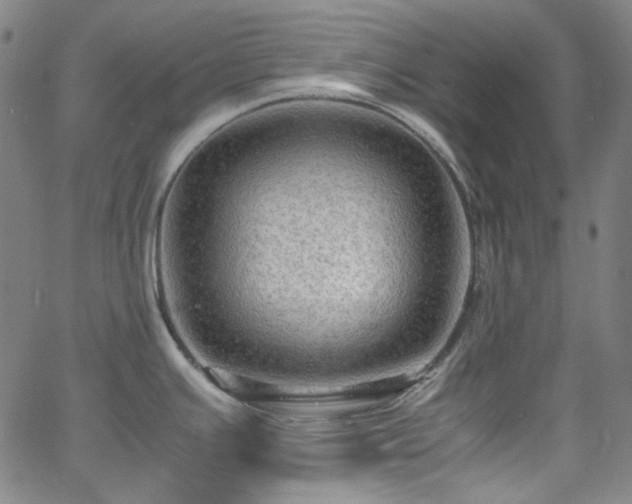 X0000065981391200603101411