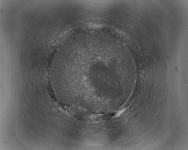 X0000065981397200603101410