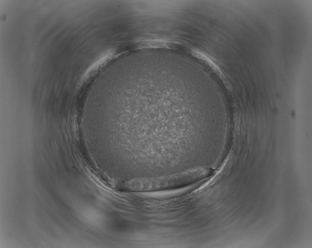 X0000065981403200603101410