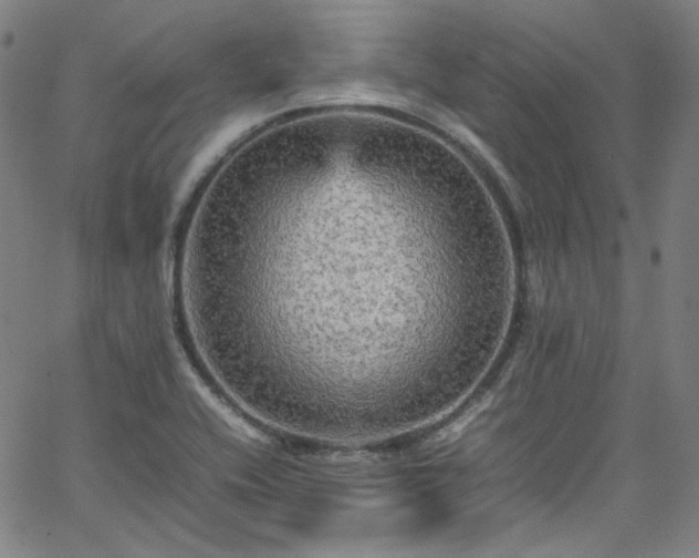 X0000065981416200603101411