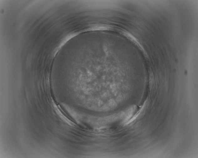 X0000065981417200603101411