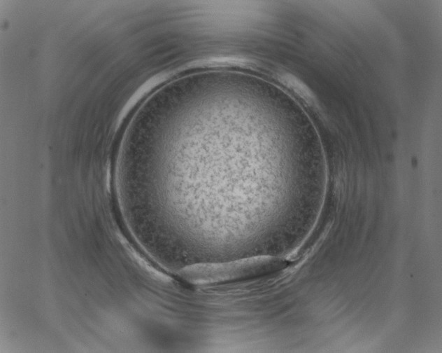 X0000065981420200603101411