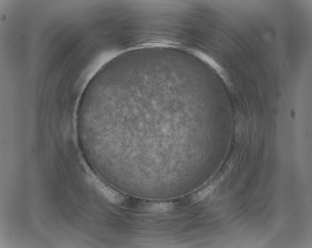 X0000065981423200603101411