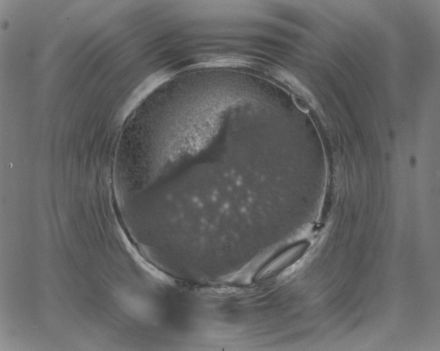 X0000065981425200603101411