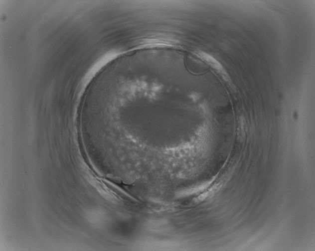 X0000065981427200603101411