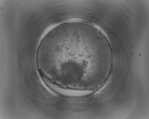 X0000065981429200603101411