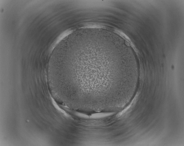 X0000065981433200603101411