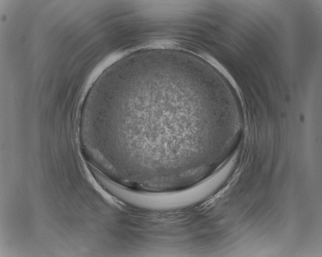 X0000065981437200603101411