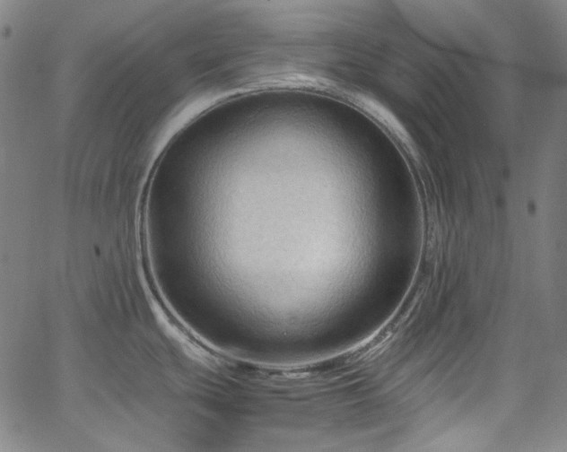 X0000065981439200603101411