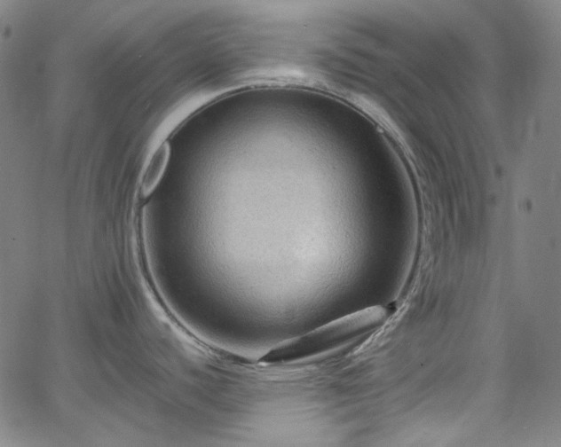 X0000065981440200603101411