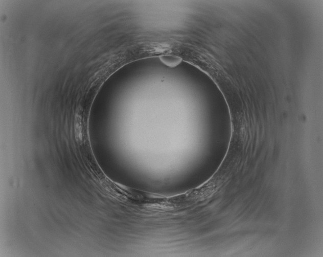 X0000065981442200603101410