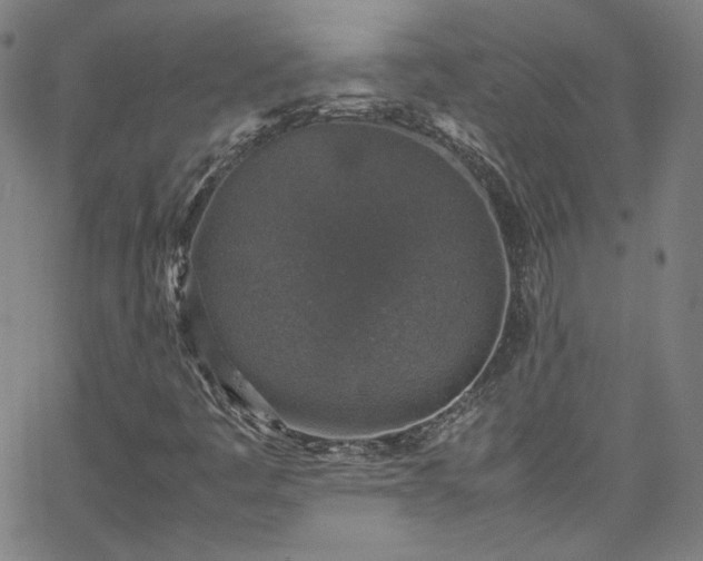 X0000065981445200603101410