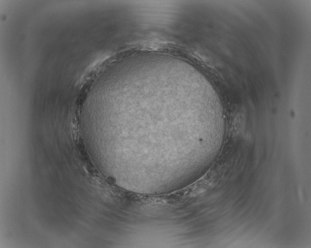 X0000065981446200603101410