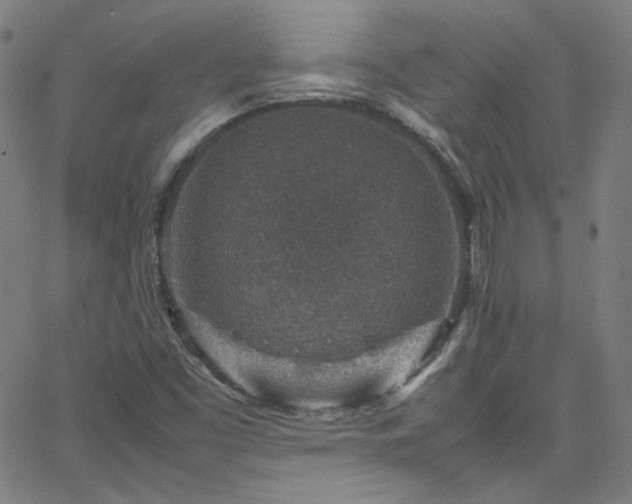 X0000065981453200603101410