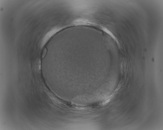 X0000065981461200603101410