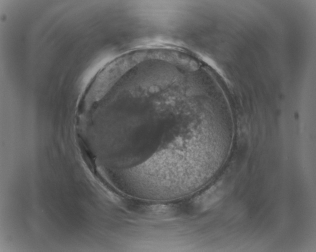 X0000065981463200603101410