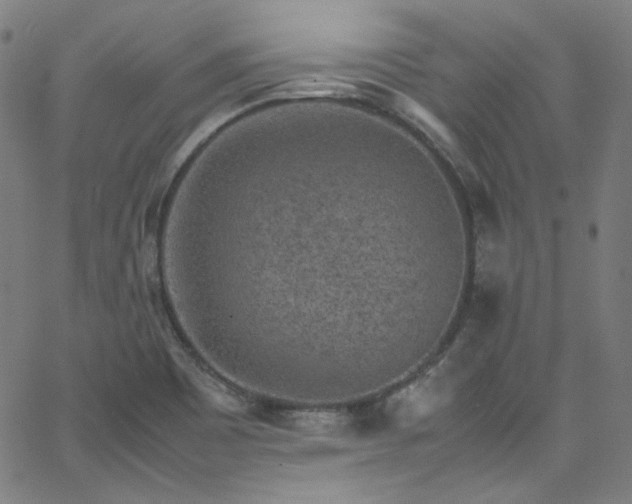 X0000065981465200603101410