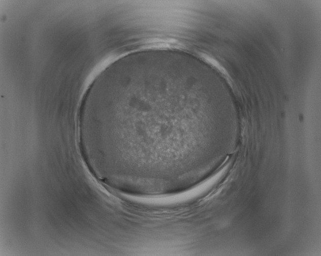 X0000065981467200603101410