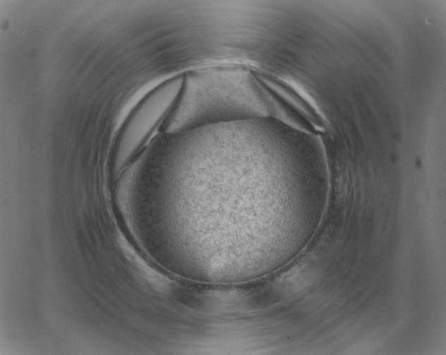 X0000065981468200603101410