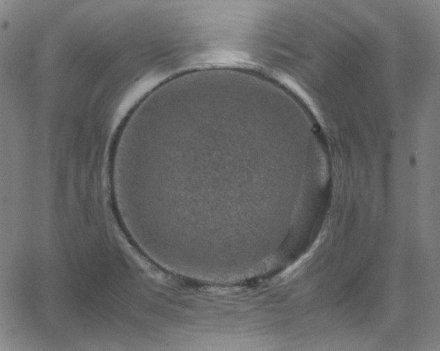 X0000065981469200603101410