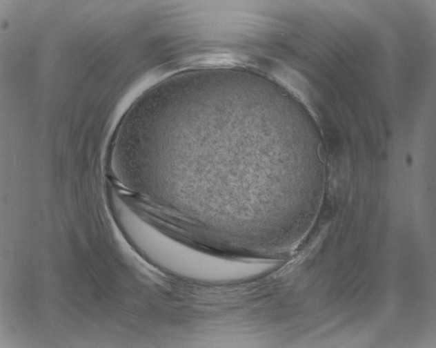 X0000065981475200603101410