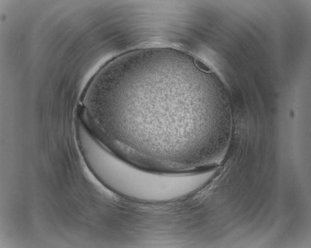 X0000065981476200603101410