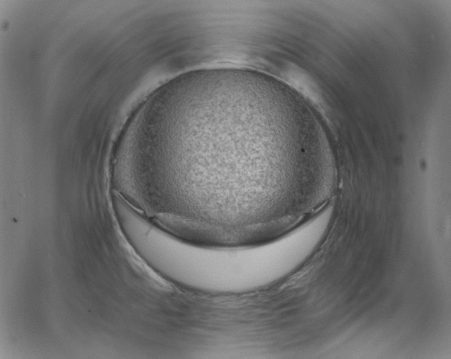 X0000065981480200603101410