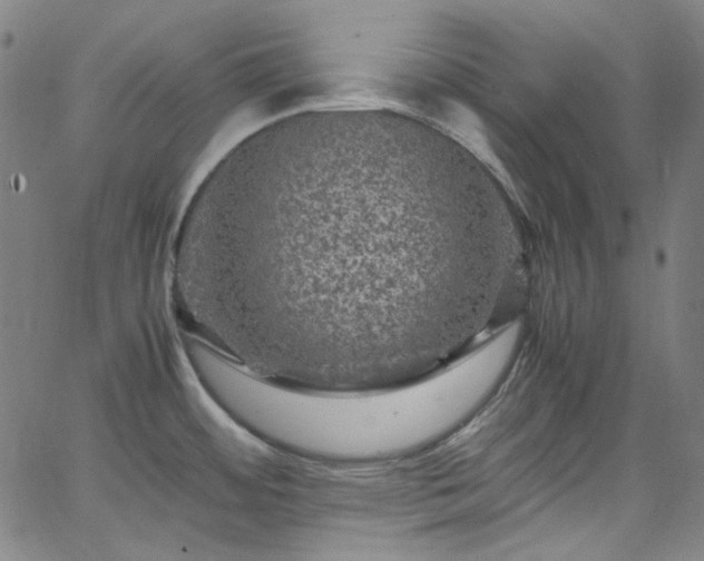 X0000065981484200603101410