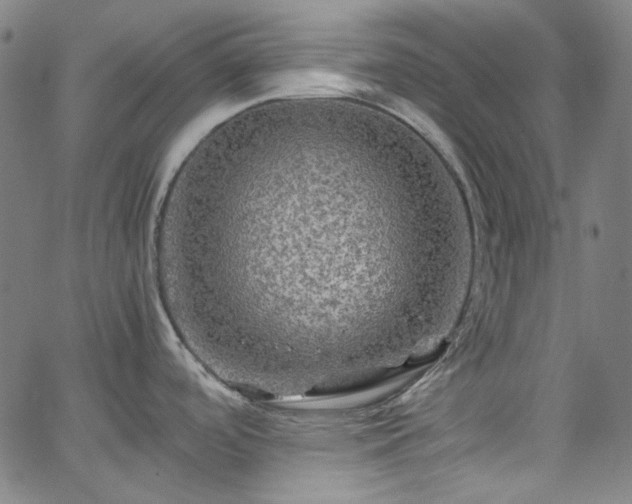 X0000065981488200603101410