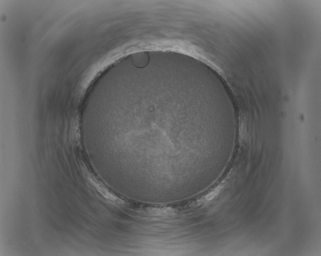 X0000065981498200603101409