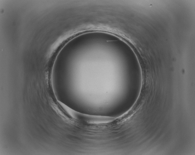 X0000065981503200603101409