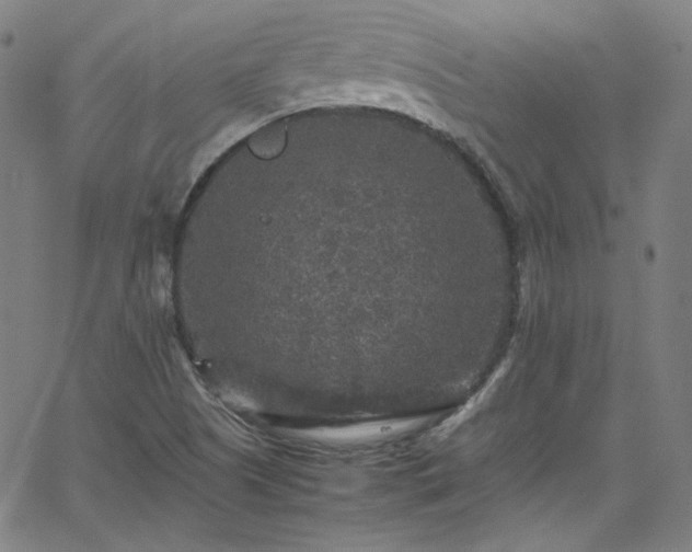 X0000065981505200603101409