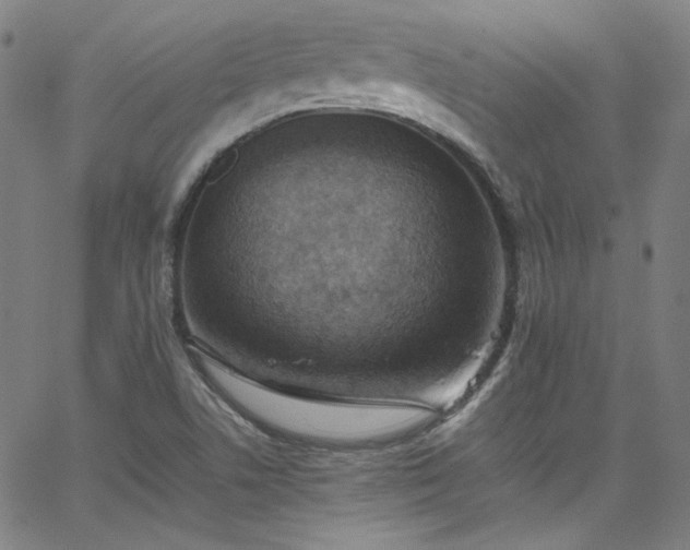 X0000065981506200603101409