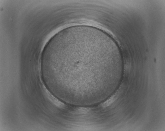 X0000065981514200603101409