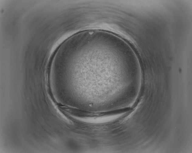 X0000065981517200603101409