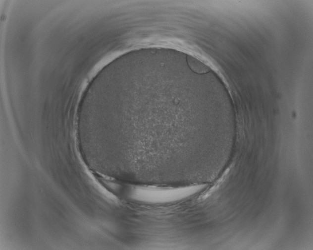 X0000065981525200603101409