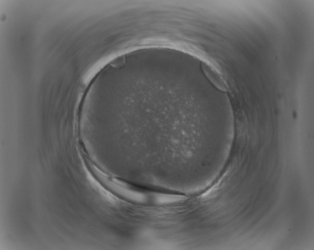 X0000065981527200603101409