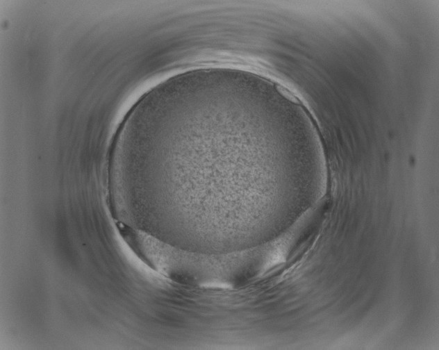 X0000065981531200603101409