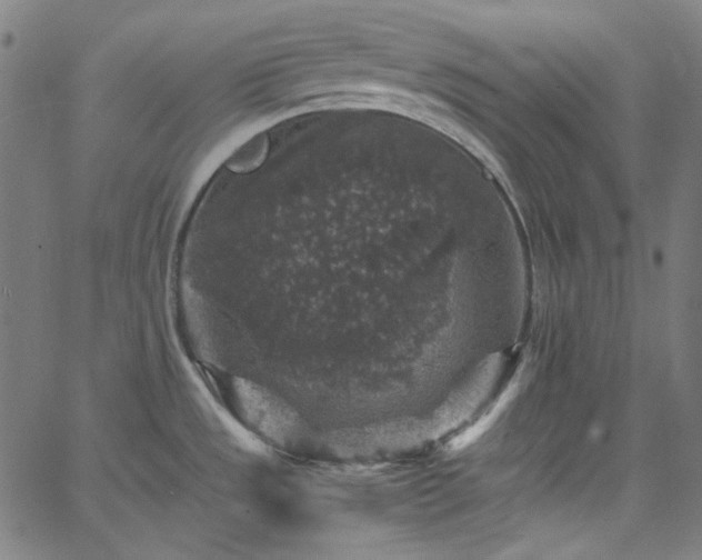 X0000065981533200603101409