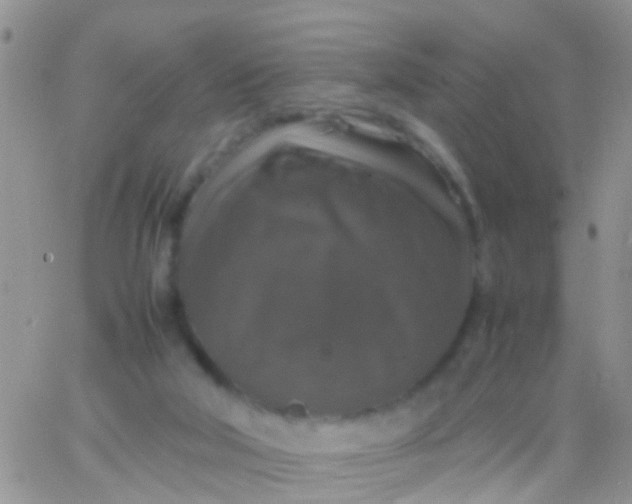 X0000065980018200603172126