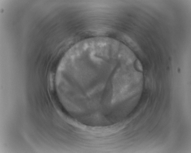 X0000065980026200603172126