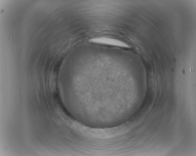 X0000065980030200603172126