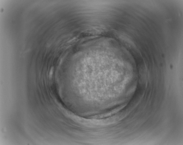 X0000065980034200603172126