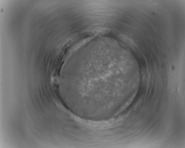 X0000065980042200603172126