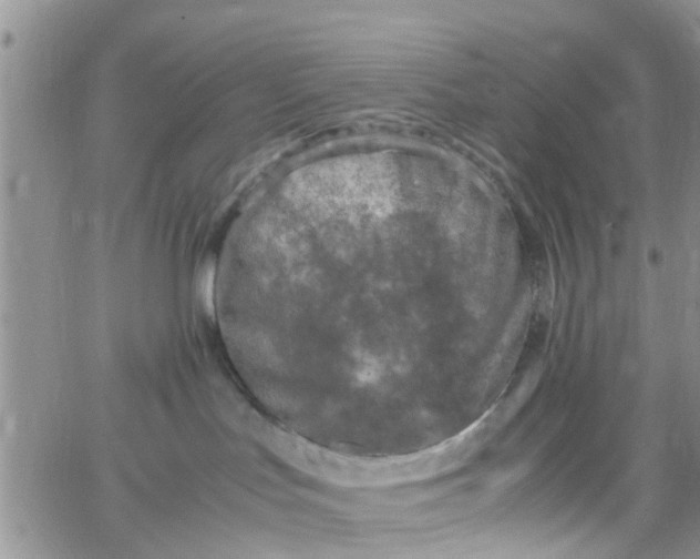 X0000065980047200603172126