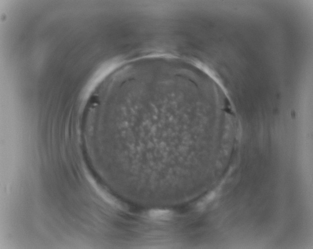 X0000065980055200603172125